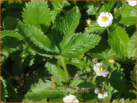 Fragaria vesca &amp;#39;Plena&amp;#39; | Bosaardbei, Aardbei | Walderdbeere