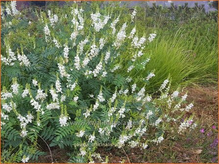 Galega officinalis &amp;#39;Alba&amp;#39; | Geitenruit | Echte Gei&szlig;raute