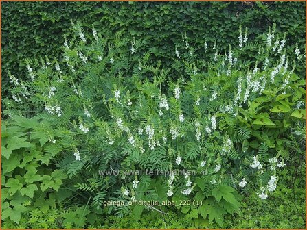 Galega officinalis &amp;#39;Alba&amp;#39; | Geitenruit | Echte Gei&szlig;raute