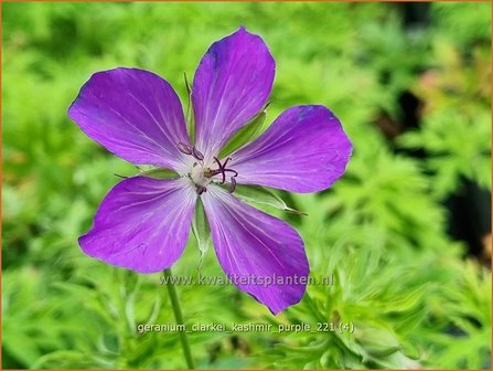 Geranium clarkei &#039;Kashmir Purple&#039; | Ooievaarsbek, Tuingeranium | Clarkes Storchschnabel