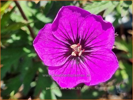 Geranium &#039;Dark Eyes&#039; | Ooievaarsbek, Tuingeranium, Geranium | Storchschnabel | Cranesbill