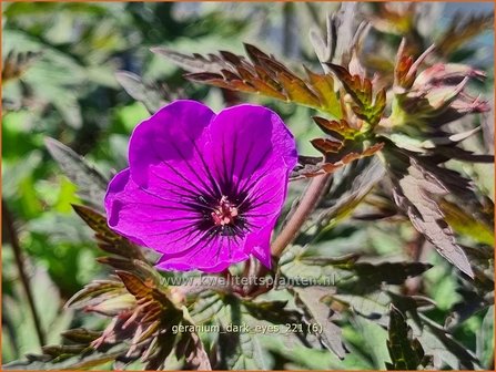Geranium &#039;Dark Eyes&#039; | Ooievaarsbek, Tuingeranium, Geranium | Storchschnabel | Cranesbill