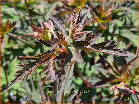 Geranium &#039;Dark Eyes&#039; | Ooievaarsbek, Tuingeranium, Geranium | Storchschnabel | Cranesbill