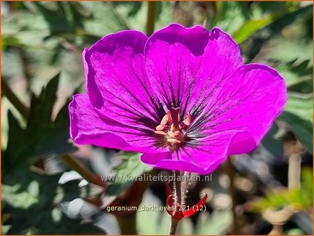 Geranium &#039;Dark Eyes&#039; | Ooievaarsbek, Tuingeranium, Geranium | Storchschnabel | Cranesbill