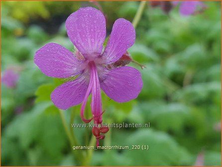 Geranium macrorrhizum | Rotsooievaarsbek, Ooievaarsbek, Tuingeranium | Balkan-Storchschnabel