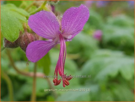 Geranium macrorrhizum | Rotsooievaarsbek, Ooievaarsbek, Tuingeranium | Balkan-Storchschnabel