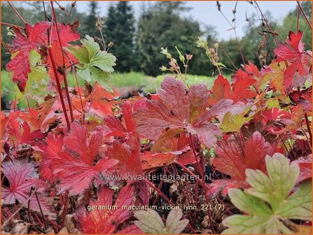 Geranium maculatum &amp;#39;Vickie Lynn&amp;#39; | Gevlekte ooievaarsbek, Ooievaarsbek, Tuingeranium | Amerikanischer Storchsch