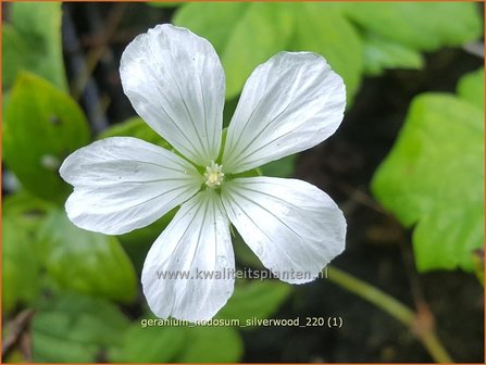 Geranium nodosum &amp;#39;Silverwood&amp;#39; | Knopige ooievaarsbek, Ooievaarsbek, Tuingeranium | Bergwald-Storchschnabel