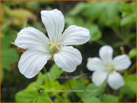 Geranium nodosum &amp;#39;Silverwood&amp;#39; | Knopige ooievaarsbek, Ooievaarsbek, Tuingeranium | Bergwald-Storchschnabel