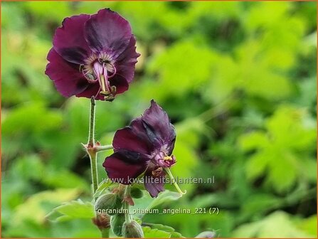 Geranium phaeum &amp;#39;Angelina&amp;#39;