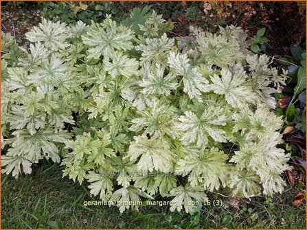 Geranium phaeum &#039;Margaret Wilson&#039; | Donkere ooievaarsbek, Ooievaarsbek, Tuingeranium | Brauner Storchschnabel