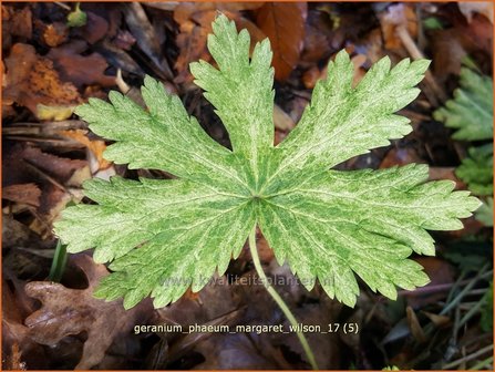 Geranium phaeum 'Margaret Wilson' | Donkere ooievaarsbek, Ooievaarsbek, Tuingeranium | Brauner Storchschnabel
