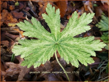 Geranium phaeum &#039;Margaret Wilson&#039; | Donkere ooievaarsbek, Ooievaarsbek, Tuingeranium | Brauner Storchschnabel