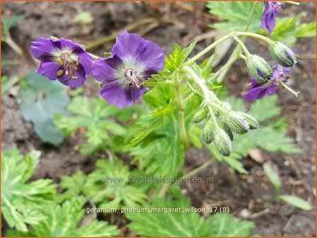Geranium phaeum &#039;Margaret Wilson&#039; | Donkere ooievaarsbek, Ooievaarsbek, Tuingeranium | Brauner Storchschnabel