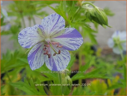 Geranium pratense &amp;#39;Splish Splash&amp;#39; | Beemdooievaarsbek, Ooievaarsbek, Tuingeranium | Wiesen-Storchschnabel