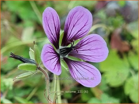 Geranium &amp;#39;Salome&amp;#39; | Ooievaarsbek, Tuingeranium | Storchschnabel