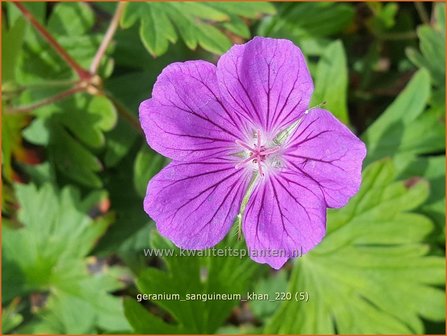 Geranium sanguineum &amp;#39;Khan&amp;#39; | Bloedooievaarsbek, Ooievaarsbek, Tuingeranium | Blut-Storchschnabel