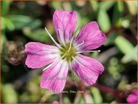 Gypsophila repens &amp;#39;Filou Rose&amp;#39; | Kruipend gipskruid, Gipskruid | Polster-Schleierkraut