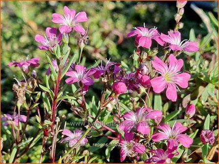 Gypsophila repens &amp;#39;Filou Rose&amp;#39; | Kruipend gipskruid, Gipskruid | Polster-Schleierkraut