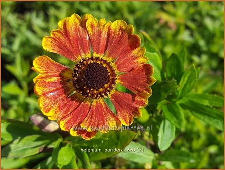 Helenium &#039;Bandera&#039; | Zonnekruid | Sonnenbraut