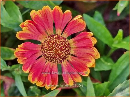 Helenium &#039;Bandera&#039; | Zonnekruid | Sonnenbraut