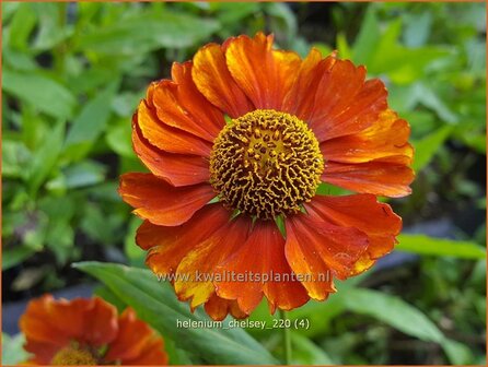 Helenium &amp;#39;Chelsey&amp;#39; | Zonnekruid | Sonnenbraut