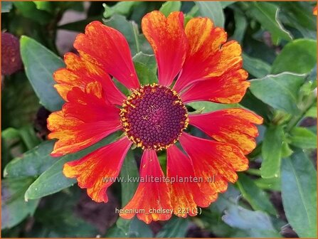 Helenium &amp;#39;Chelsey&amp;#39; | Zonnekruid | Sonnenbraut