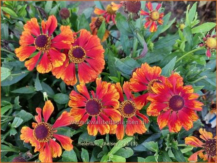 Helenium &amp;#39;Chelsey&amp;#39; | Zonnekruid | Sonnenbraut