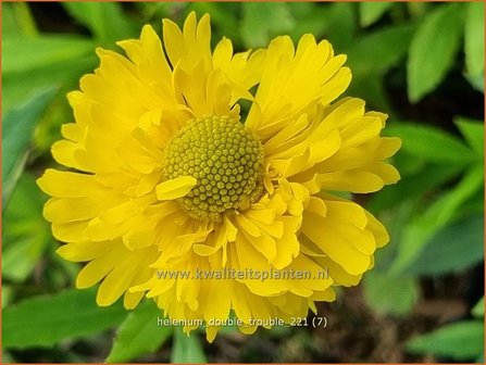 Helenium &amp;#39;Double Trouble&amp;#39; | Zonnekruid | Sonnenbraut