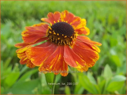 Helenium &amp;#39;Luc&amp;#39; | Zonnekruid | Sonnenbraut