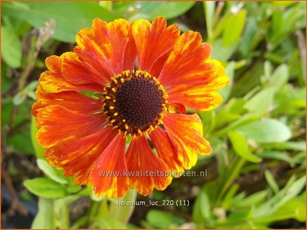 Helenium &amp;#39;Luc&amp;#39; | Zonnekruid | Sonnenbraut