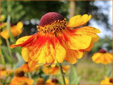 Helenium &amp;#39;Luc&amp;#39; | Zonnekruid | Sonnenbraut