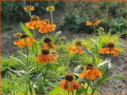 Helenium &amp;#39;Luc&amp;#39; | Zonnekruid | Sonnenbraut