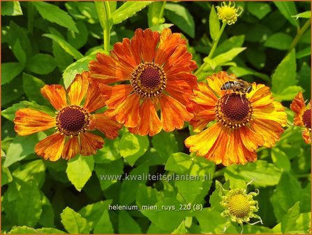 Helenium &amp;#39;Mien Ruys&amp;#39; | Zonnekruid | Sonnenbraut