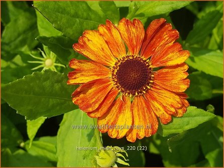 Helenium &amp;#39;Mien Ruys&amp;#39;