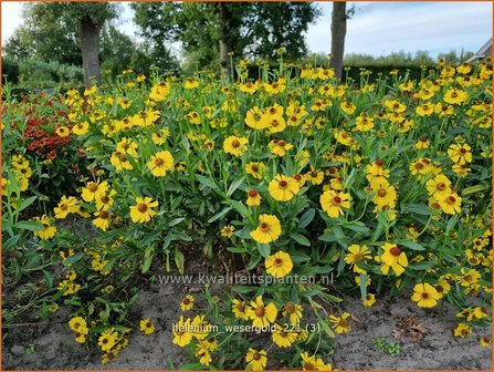 Helenium &amp;#39;Wesergold&amp;#39; | Zonnekruid | Sonnenbraut