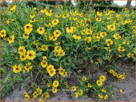 Helenium &amp;#39;Wesergold&amp;#39; | Zonnekruid | Sonnenbraut