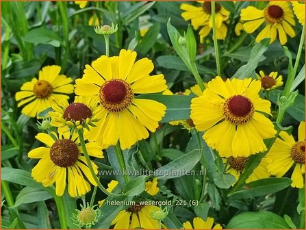 Helenium &amp;#39;Wesergold&amp;#39; | Zonnekruid | Sonnenbraut