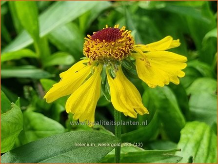 Helenium &amp;#39;Wesergold&amp;#39; | Zonnekruid | Sonnenbraut