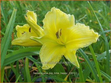 Hemerocallis &amp;#39;Big Time Happy&amp;#39; | Daglelie | Taglilie