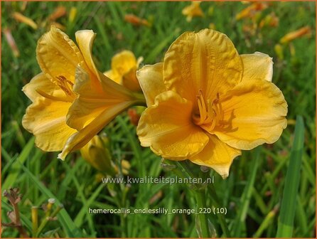 Hemerocallis &amp;#39;Endlesslily Orange&amp;#39; | Daglelie | Taglilie