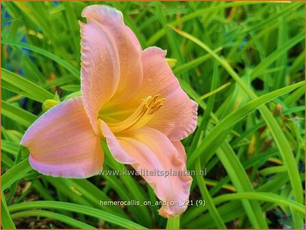 Hemerocallis &amp;#39;On and On&amp;#39; | Daglelie | Taglilie