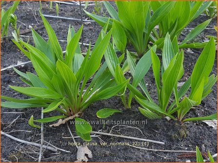 Hosta clausa var. normalis | Hosta, Hartlelie, Funkia | Ge&ouml;ffnetbl&uuml;hende Korea-Funkie