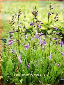 Hosta clausa var. normalis | Hosta, Hartlelie, Funkia | Ge&ouml;ffnetbl&uuml;hende Korea-Funkie