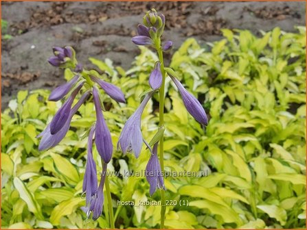 Hosta &amp;#39;Kabitan&amp;#39; | Hosta, Hartlelie, Funkia | Funkie