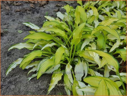 Hosta &amp;#39;Kabitan&amp;#39; | Hosta, Hartlelie, Funkia | Funkie