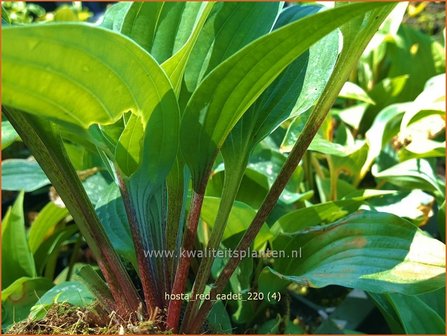 Hosta &amp;#39;Red Cadet&amp;#39;