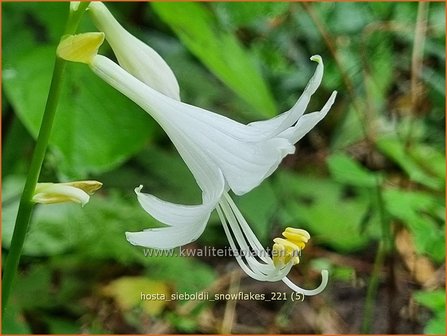 Hosta sieboldii &amp;#39;Snowflakes&amp;#39; | Hosta, Hartlelie, Funkia | Kleine Siebolds Herzlilie