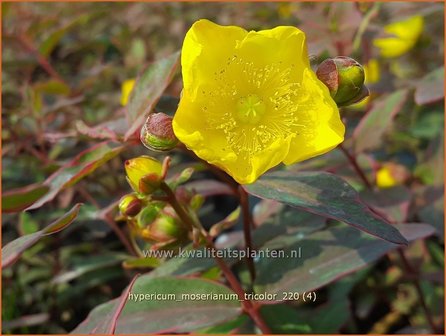 Hypericum moserianum &amp;#39;Tricolor&amp;#39; | Hertshooi | Hohes Johanniskraut