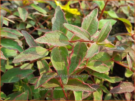 Hypericum moserianum &amp;#39;Tricolor&amp;#39; | Hertshooi | Hohes Johanniskraut